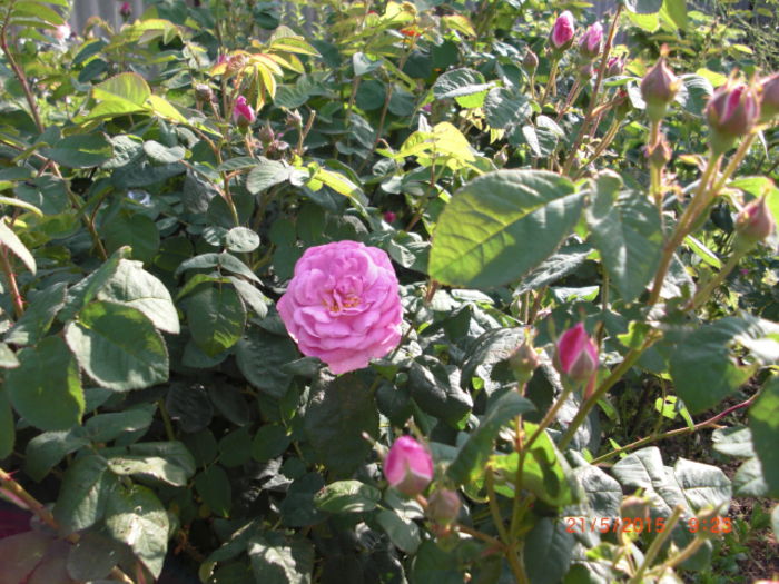 trandafiri de dulceata - Gradina Casa si Plante Rare sau Deosebite pentru Sanatate2