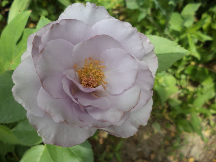 DSC04246 - iunie  2015