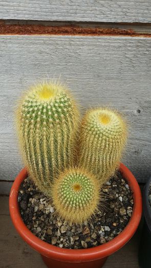 notocactus leninghausii - cactusi 2015