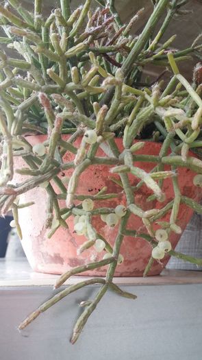 rhipsalis