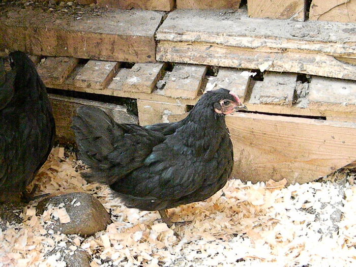 Australorp Negru - Australorp Negru