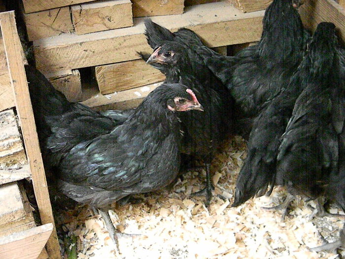 Australorp Negru - Australorp Negru