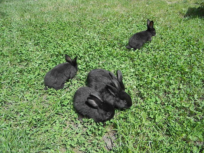 Marele Argint Deschis