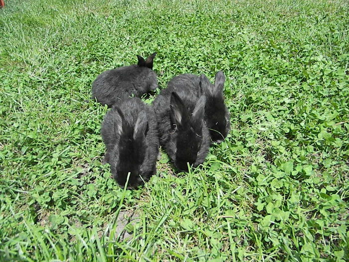 Marele Argint Deschis