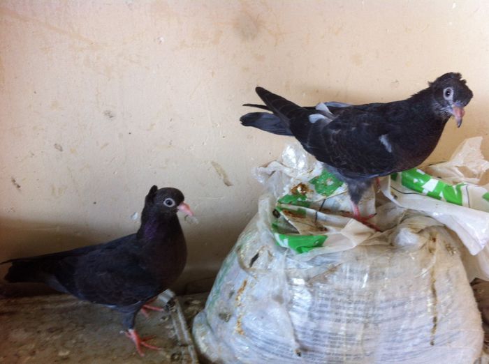 image - Pui Zburator Beograd