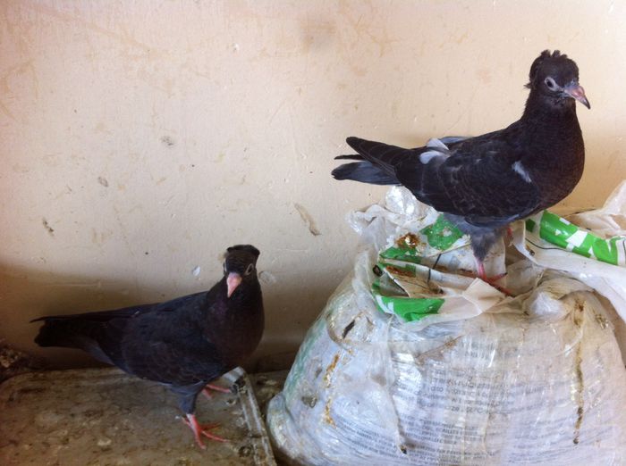 image - Pui Zburator Beograd