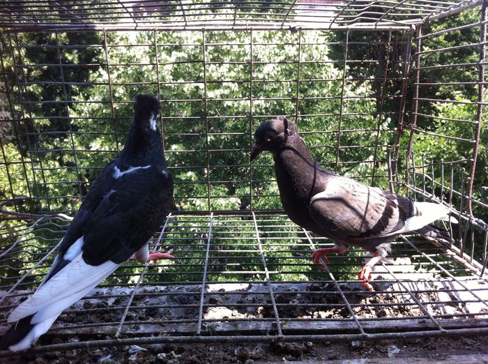 image - Pui Zburator Beograd