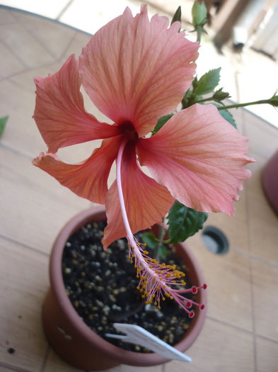 20.06.2015 - HIBISCUSI 2015-1