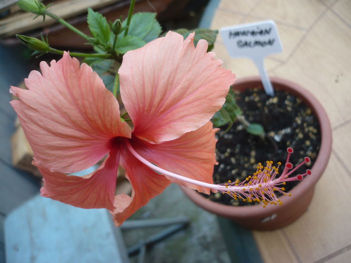 Hawaiian salmon - HIBISCUSI 2015-1