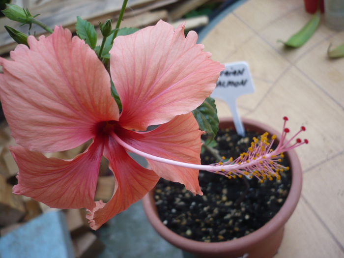 P1220659 - HIBISCUSI 2015-1