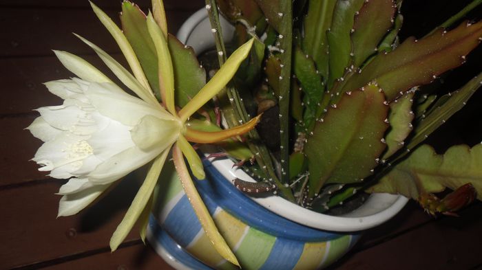 20 iunie 2015 - Cactusi Suculente