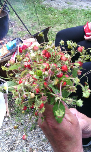2015 iunie - Natura cu frumusetile ei