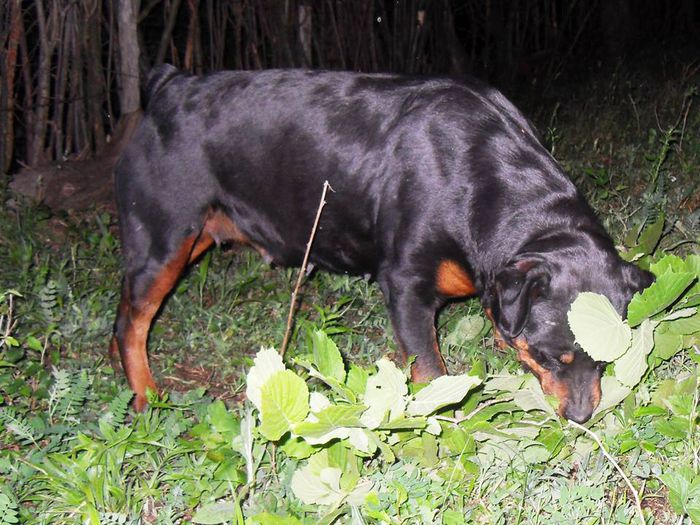 10924726_853283318041396_5117305314050545940_n