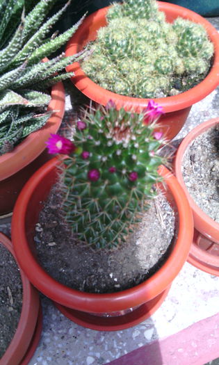 rog identificare 8 - CACTUSI si SUCULENTE
