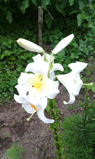 lilium candidum - crini de gradina