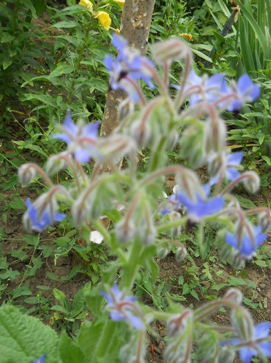 borago officinalis