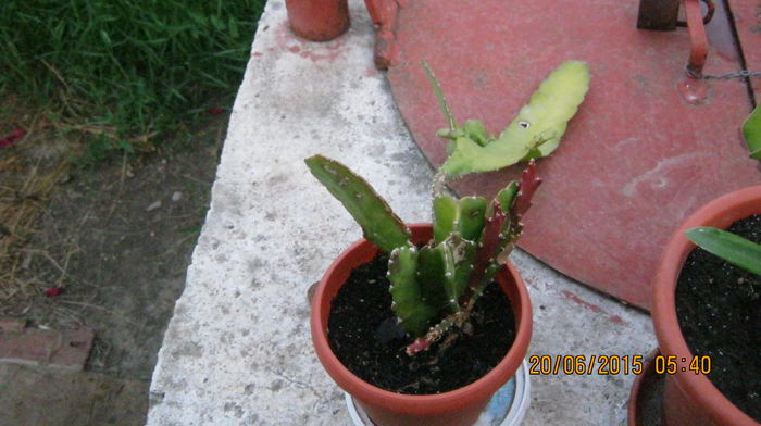 IMG_9450 - Cactusi si suculente