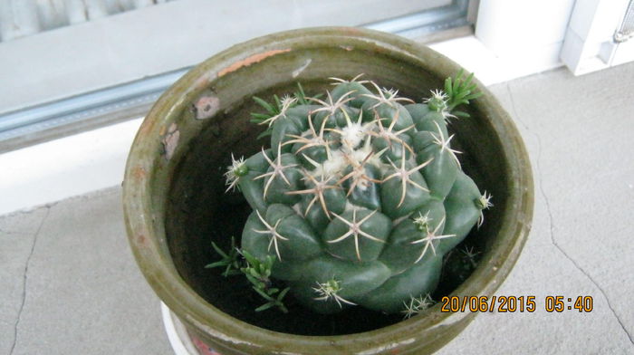 IMG_9451 - Cactusi si suculente