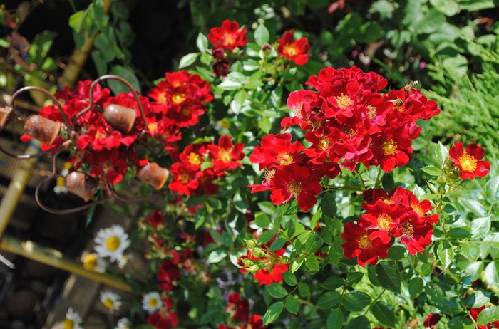 Bienenweide Rot