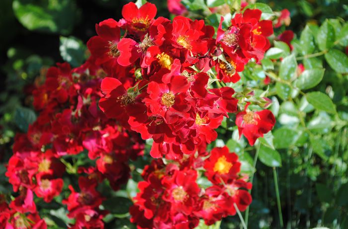 Bienenweide Rot - 2015 trandafiri -II