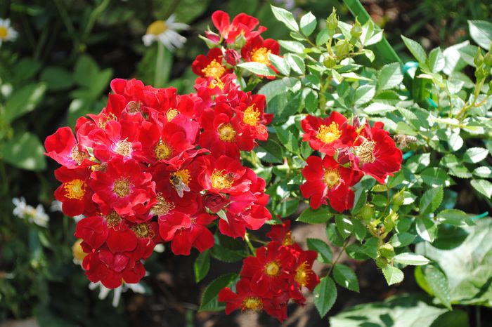 Bienenweide Rot - 2015 trandafiri -II