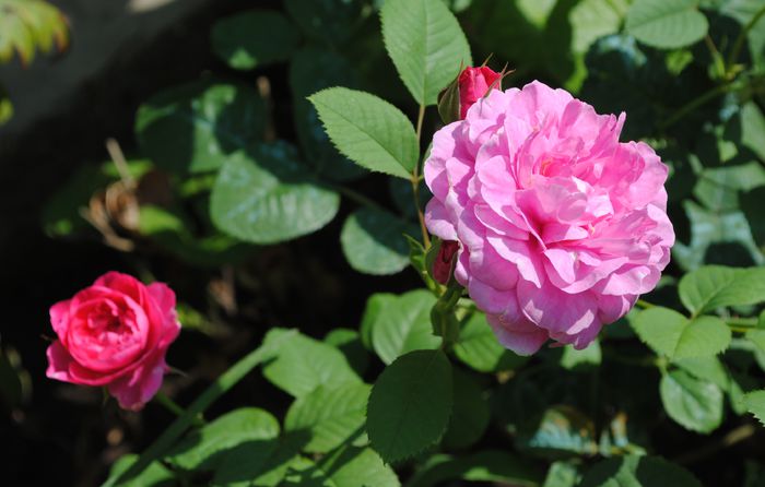 15 iunie, England s Rose - 2015 trandafiri -II