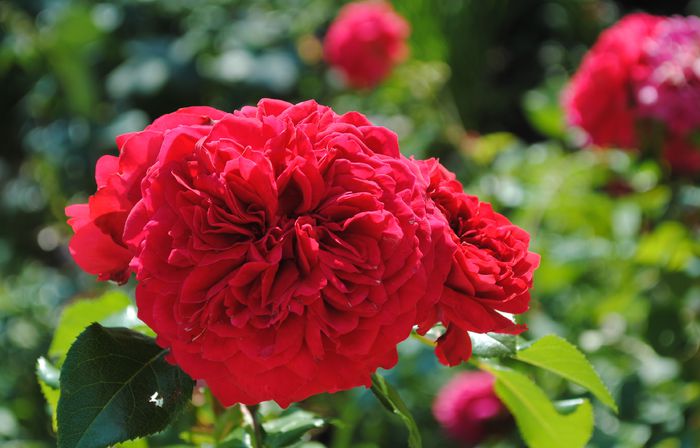 Red Leonardo da Vinci - 2015 trandafiri -II
