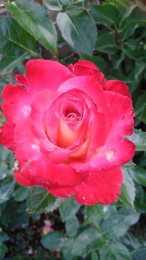 DSC_1244 - TRANDAFIRI 2015 II