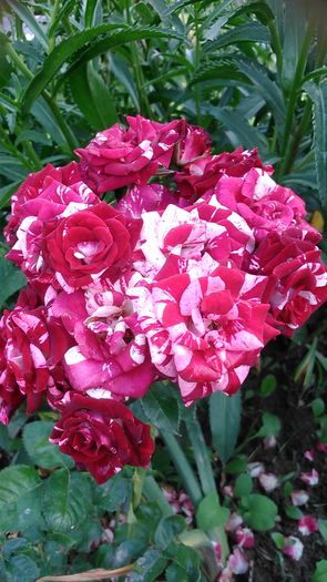 DSC_1216 - Copy - TRANDAFIRI 2015 II