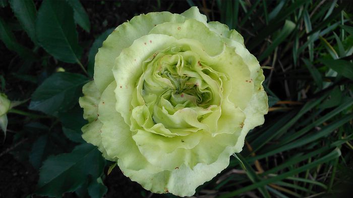 DSC_1217 - Copy - TRANDAFIRI 2015 II