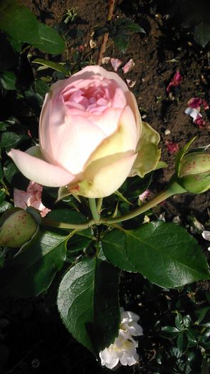 DSC_1222 - TRANDAFIRI 2015 II