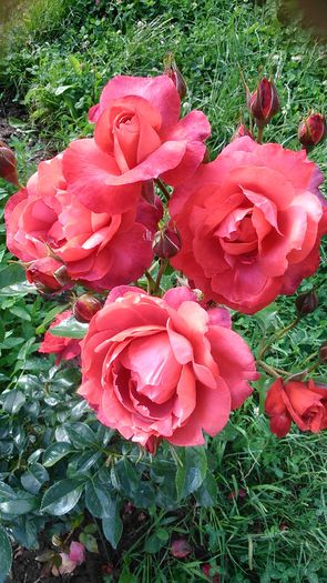 DSC_1225 - TRANDAFIRI 2015 II