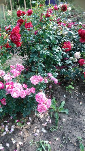 DSC_1230 - TRANDAFIRI 2015 II