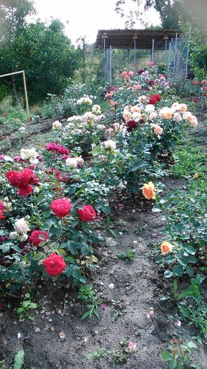 DSC_1231 - TRANDAFIRI 2015 II