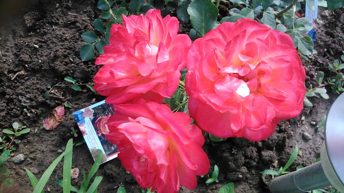 DSC_1232 - TRANDAFIRI 2015 II