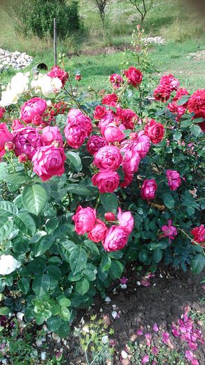 DSC_1234 - TRANDAFIRI 2015 II