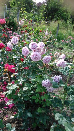 DSC_1235 - TRANDAFIRI 2015 II