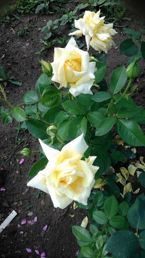 DSC_1238 - TRANDAFIRI 2015 II