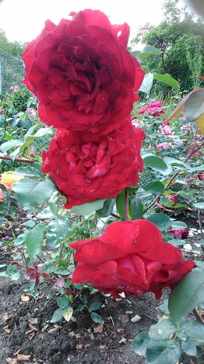 DSC_1239 - TRANDAFIRI 2015 II