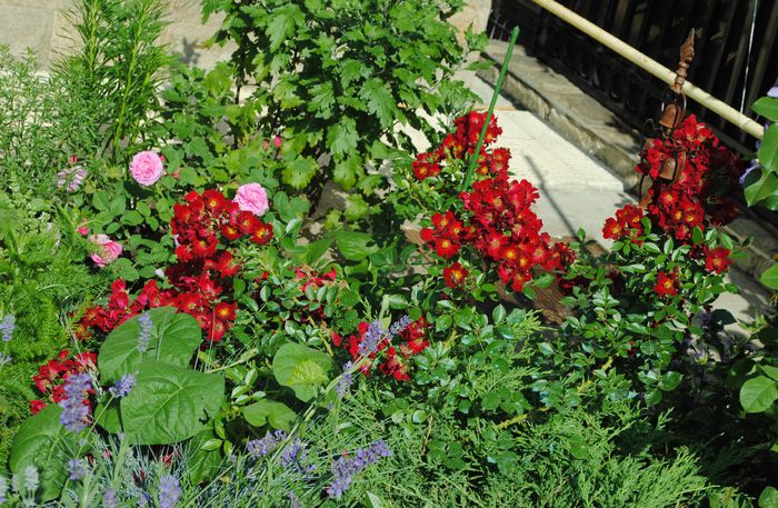 Bienenweide Rot , England s Rose