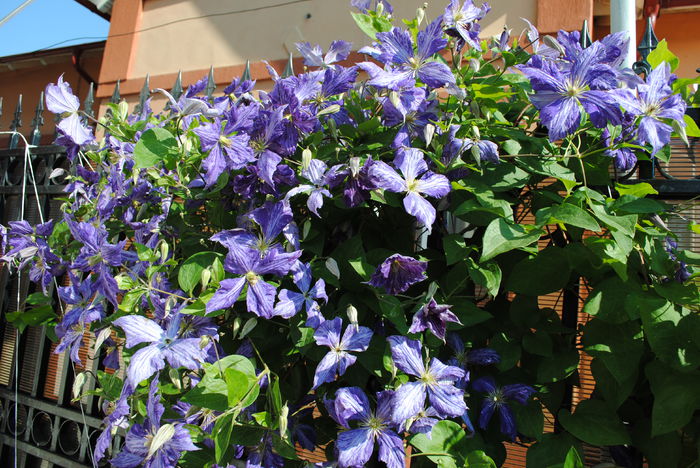 15 iunie, clematis Tie Dye