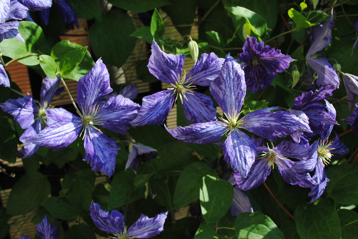 clematis Tie Dye