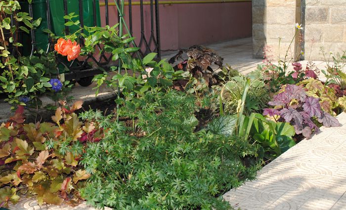 plante( zona umbra)