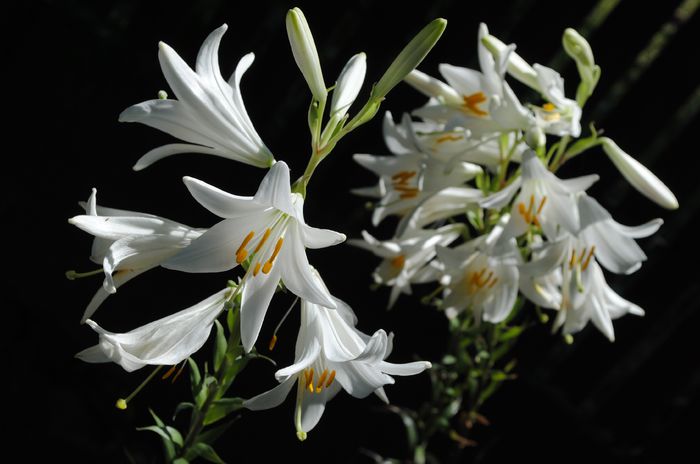 15 iunie,lilium candidum; crinul alb, floarea Mariei
