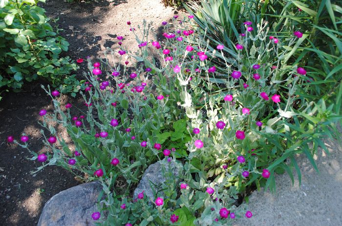 Lychnis coronaria