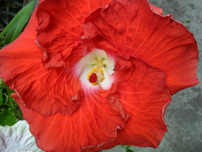 SAM_6433 - hot ticket