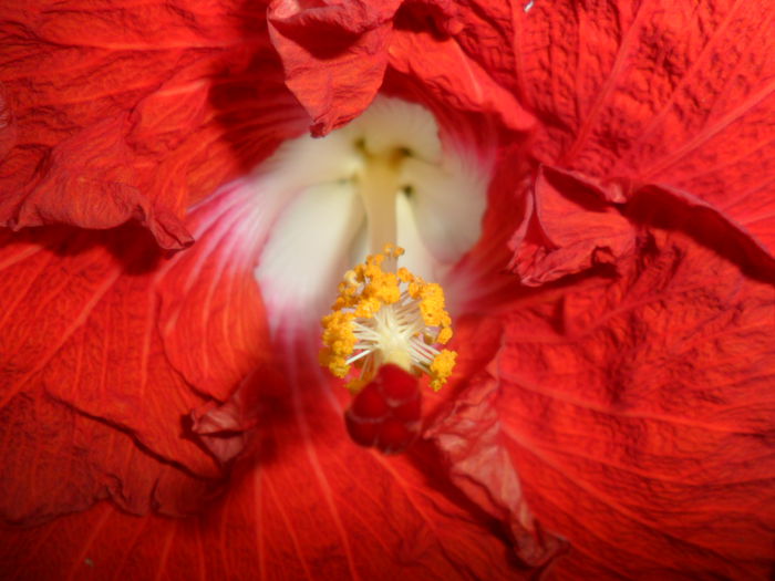 SAM_6434 - hot ticket