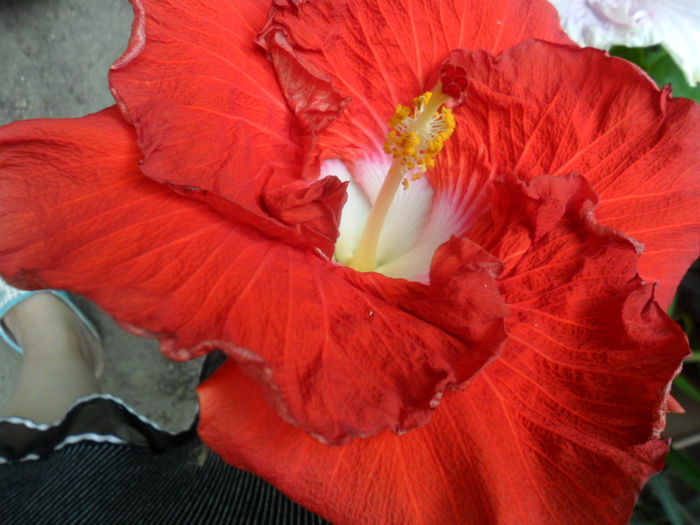 SAM_6437 - hot ticket