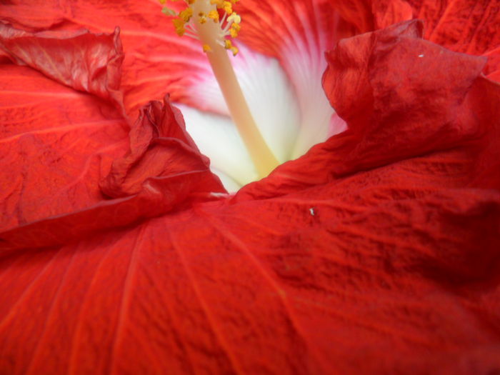 SAM_6440 - hot ticket