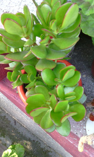 crassula ovata. - crassula ovata